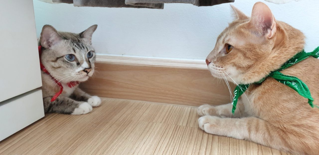 Kedileri Tanıştırırken Başlıktaki Yeni Tüyler Uyarı İşaretleri