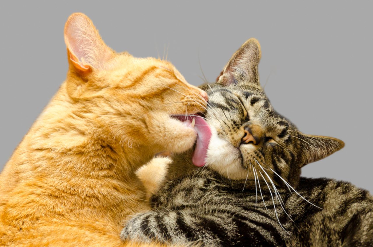 Kaputun Altındaki Yeni Tüy: Kedileri Tanıştırırken Dikkat Edilmesi Gereken Uyarılar