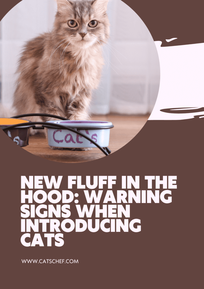 New Fluff In The Hood: Warning Signs When Introducing Cats