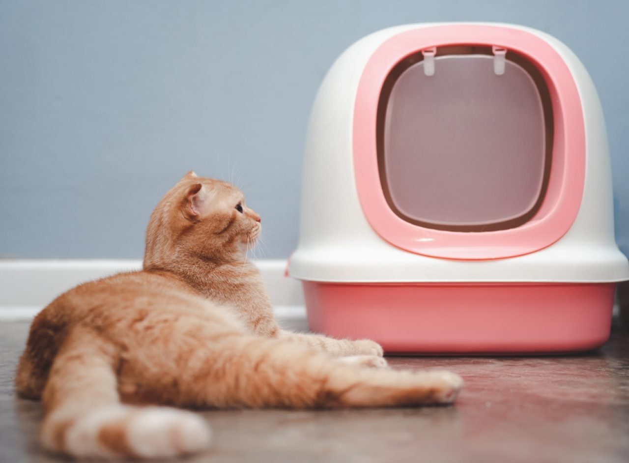 Orange Cat Poop: What's Going On With Your Cat's Stool?