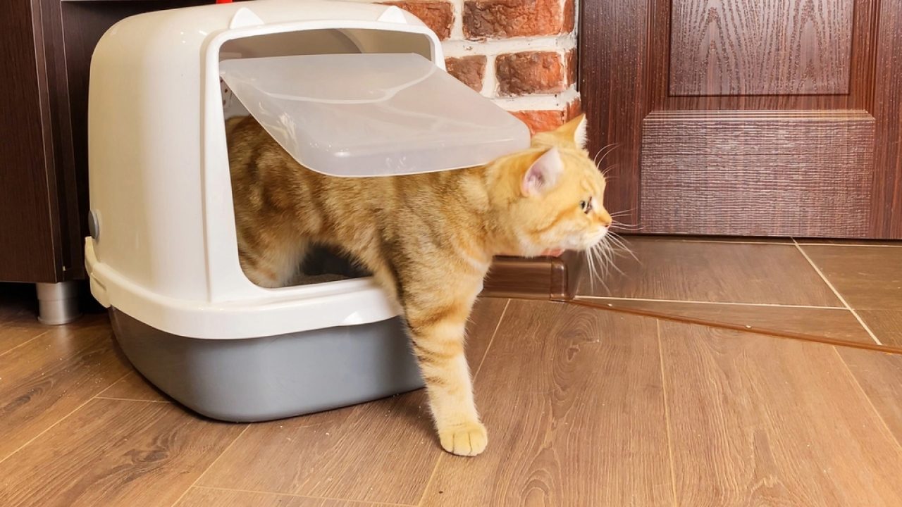 Orange Cat Poop: What's Going On With Your Cat's Stool?