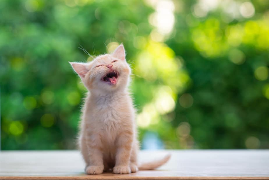 Pink Cat Vomit: Should You Pawnic Or?