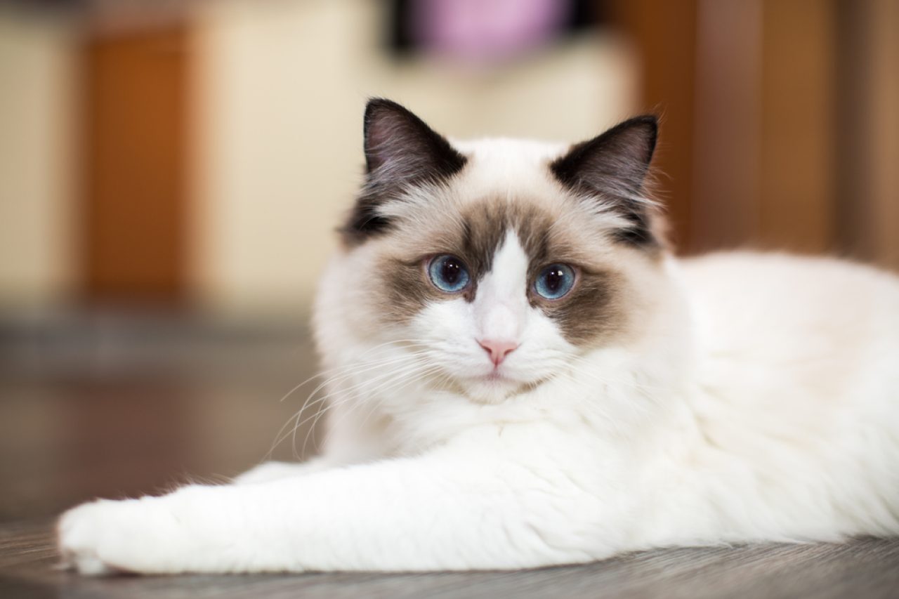 Ragdoll Vs. Himalayan: How To Tell The Difference?