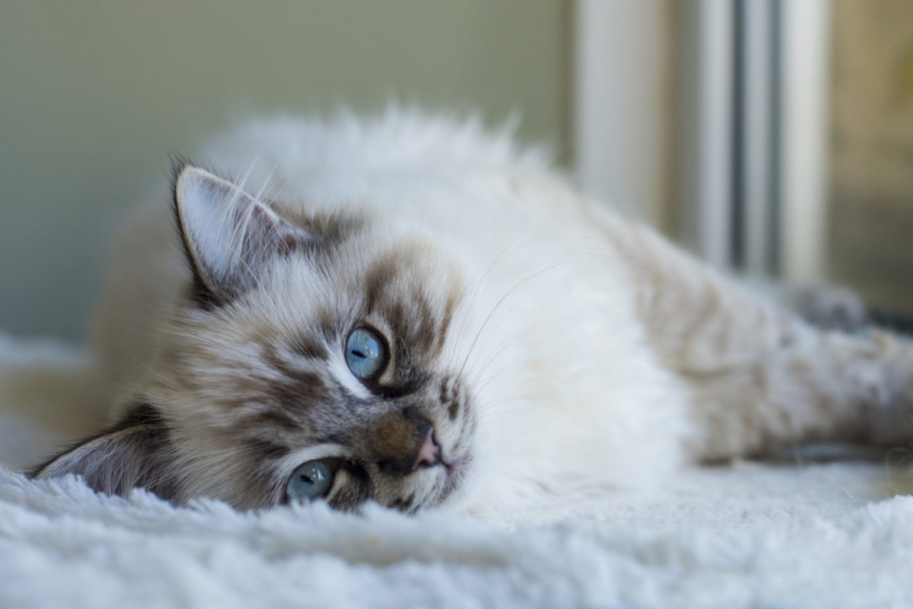Ragdoll vs. Himalayan How To Tell The Difference
