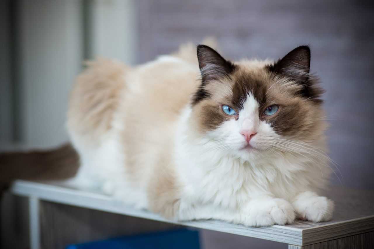 Ragdoll Vs. Himalayan: How To Tell The Difference?