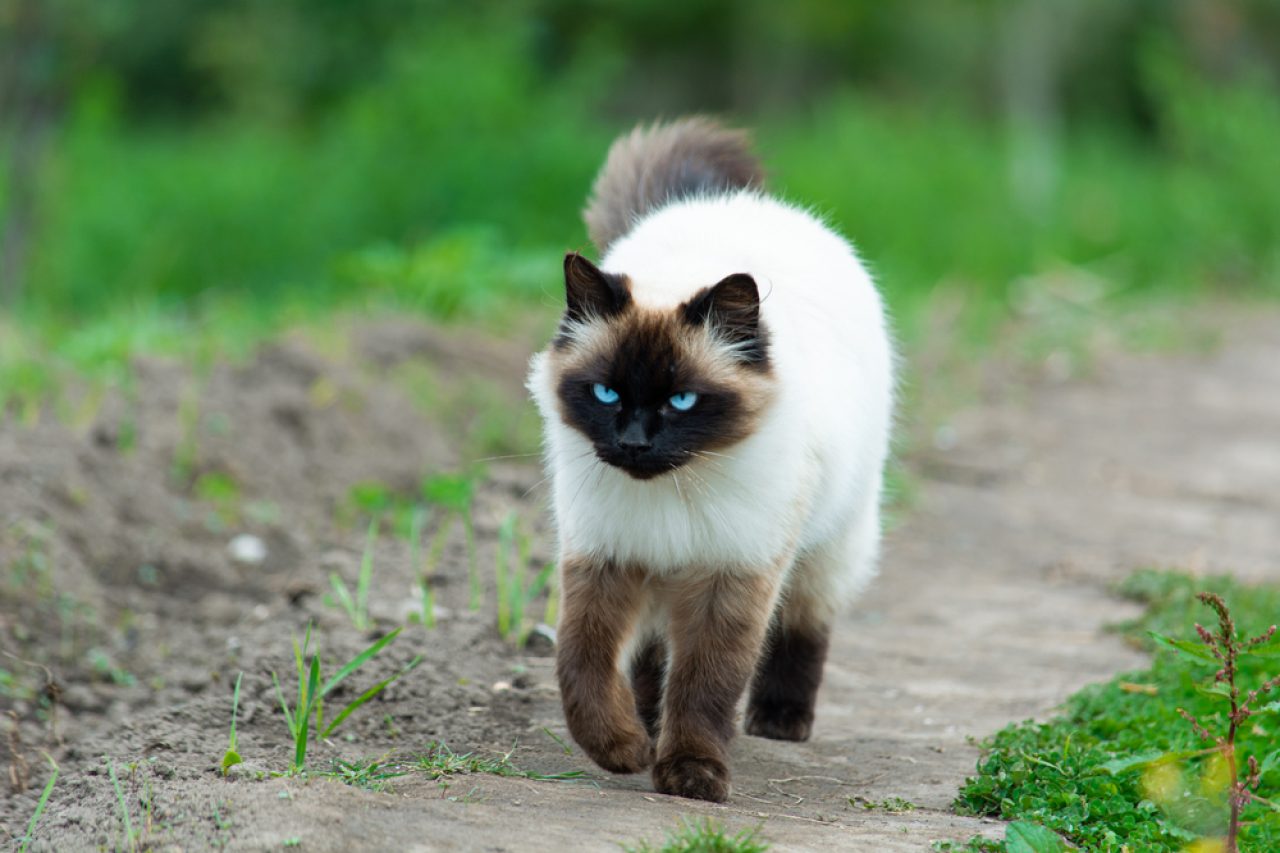 Ragdoll vs. Himalayan How To Tell The Difference