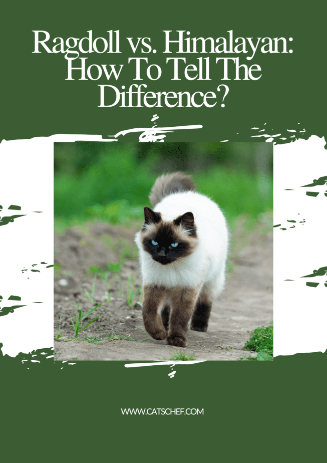 Ragdoll vs. Himalayan: How To Tell The Difference?