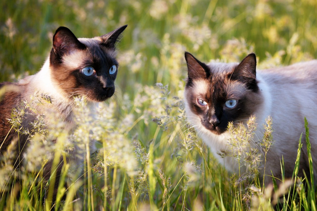 Ragdoll vs. Siamese: Which One Wins The Battle Of Cuteness?