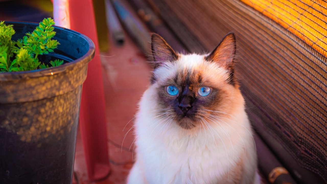 Ragdoll vs. Siamese: Which One Wins The Battle Of Cuteness?