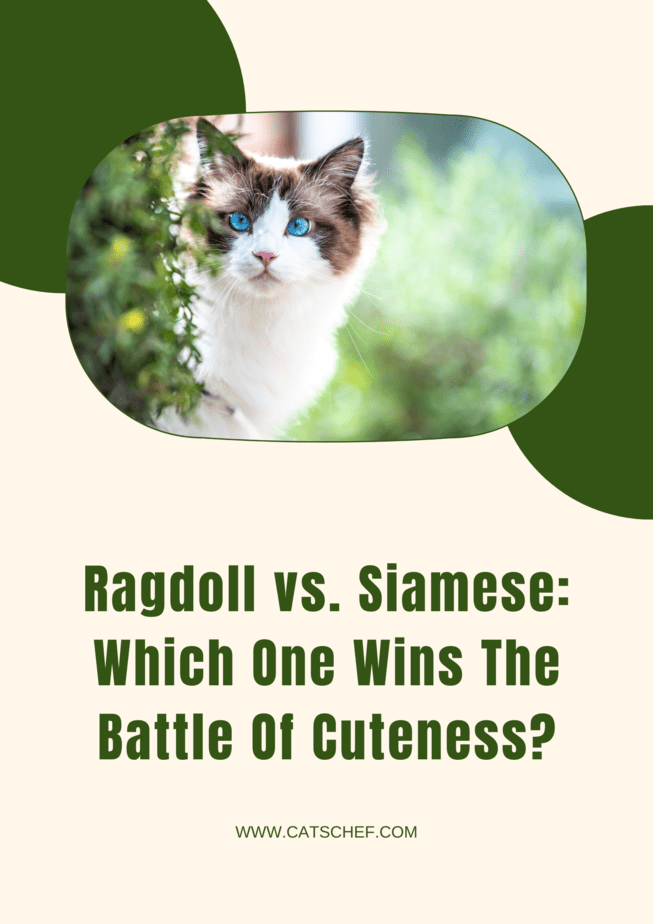 Ragdoll vs. Siamese: Which One Wins The Battle Of Cuteness?