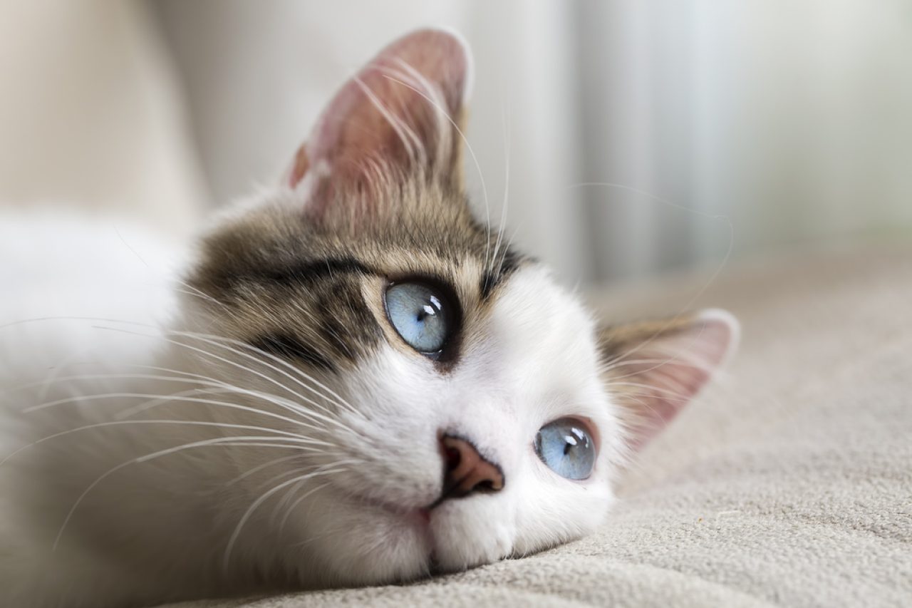 Rare Cat Eye Colors Ranked: What's There To Know?