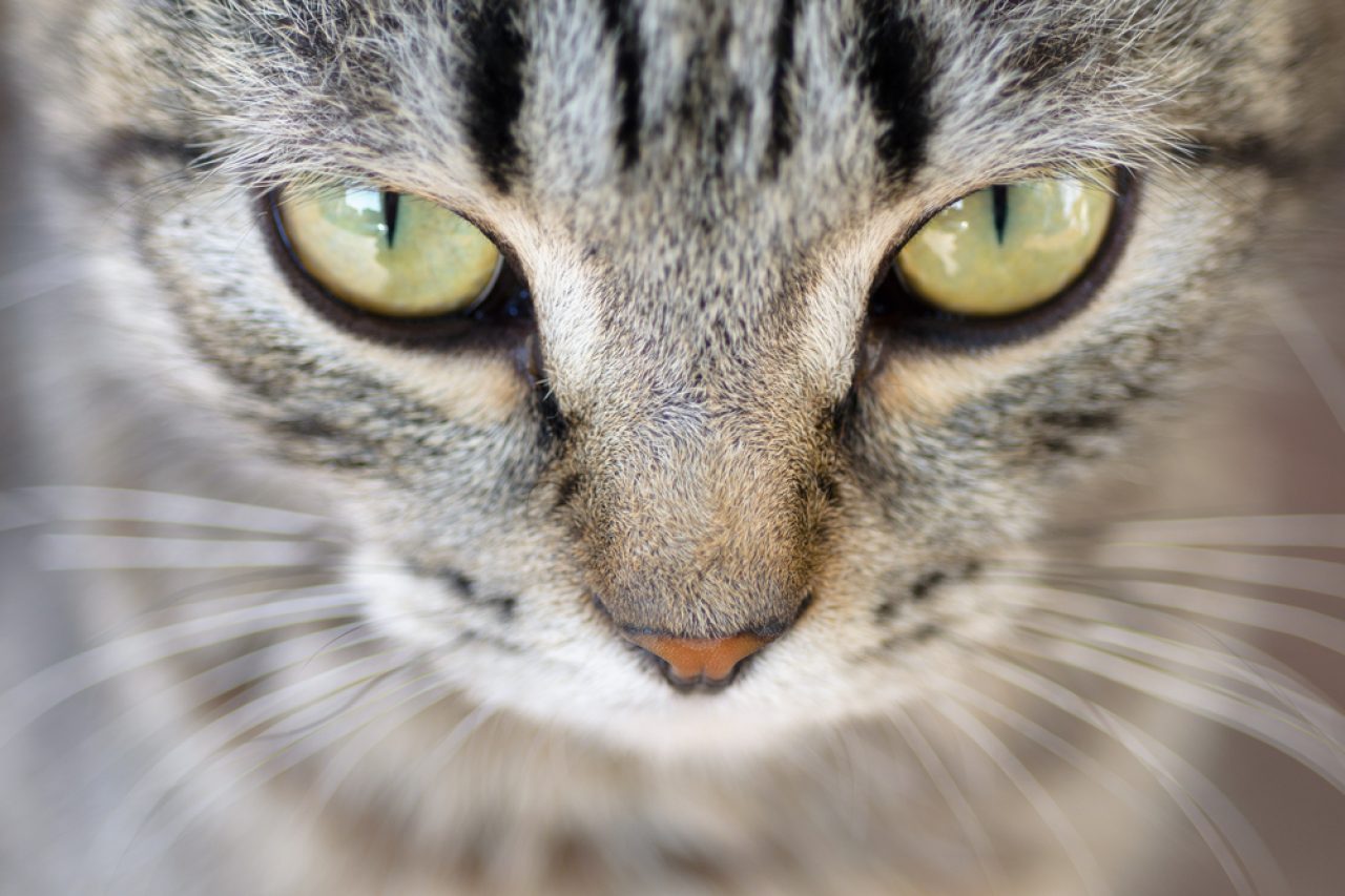 Nadir Kedi Gözü Renkleri Sıralandı: Bilmeniz Gereken Ne Var?
