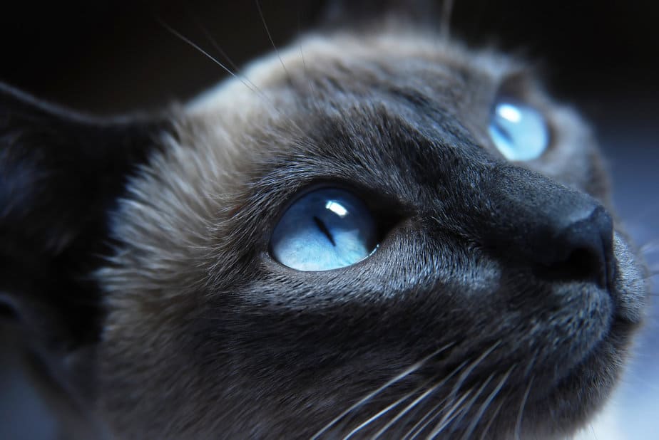 Rare Cat Eye Colors Ranked What's There To Know?