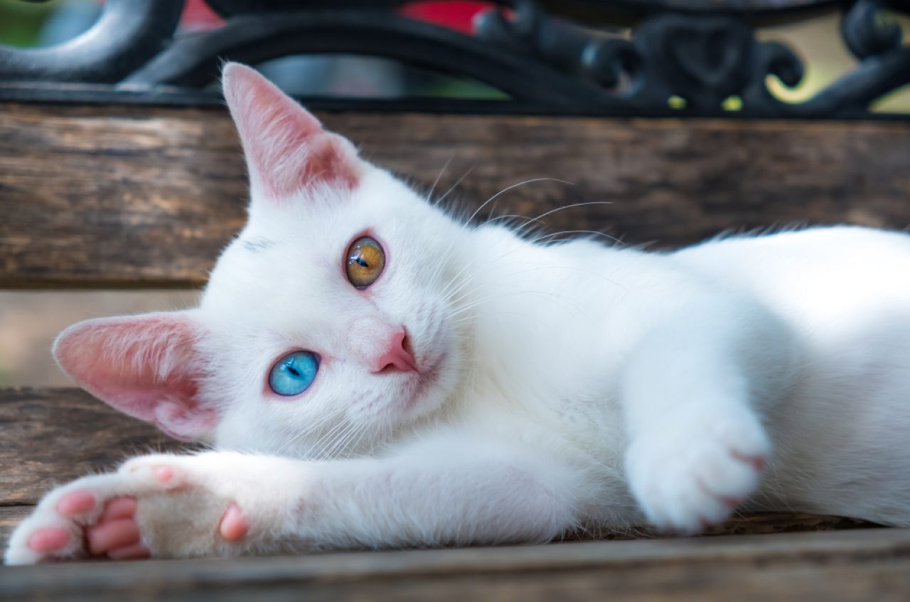 Nadir Kedi Gözü Renkleri Sıralandı: Bilmeniz Gereken Ne Var?