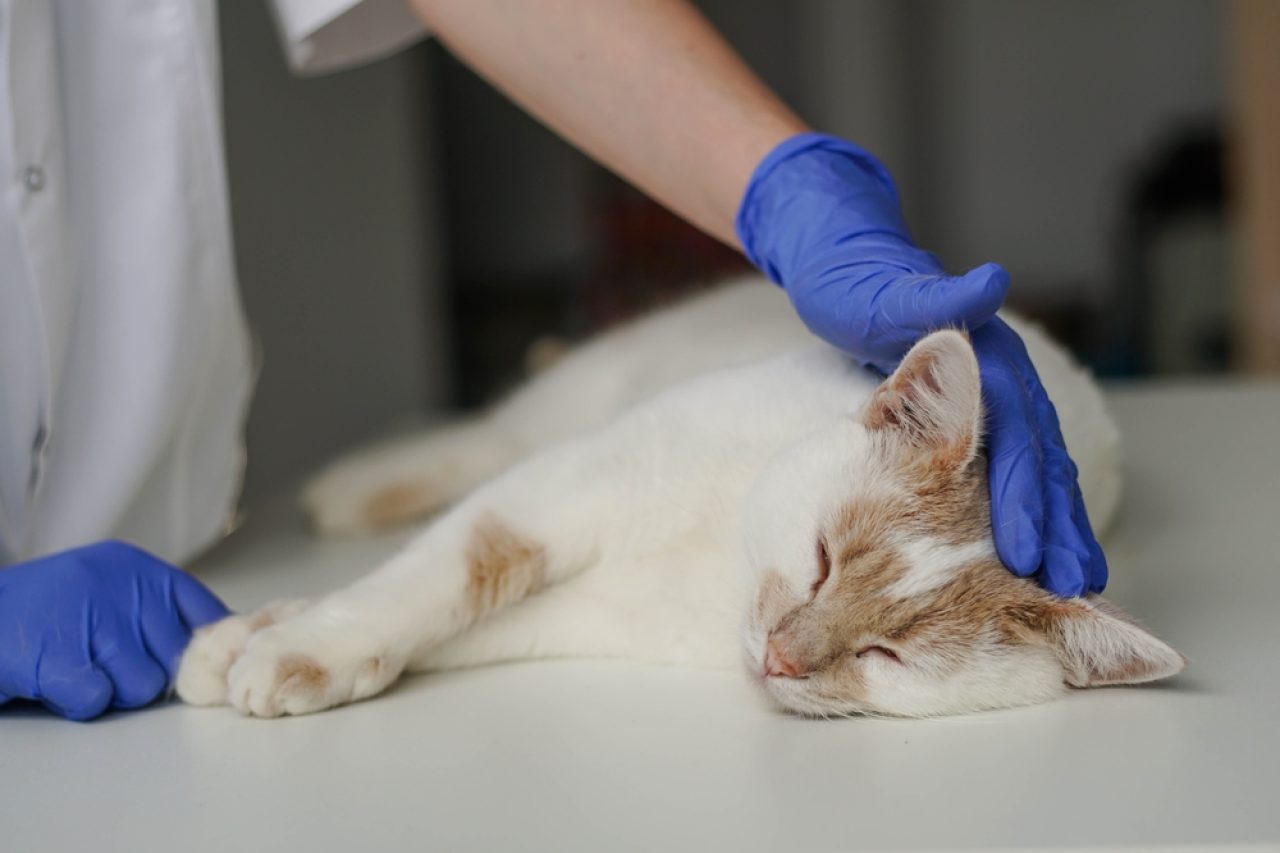 Sedate a cat for grooming looking good feline good