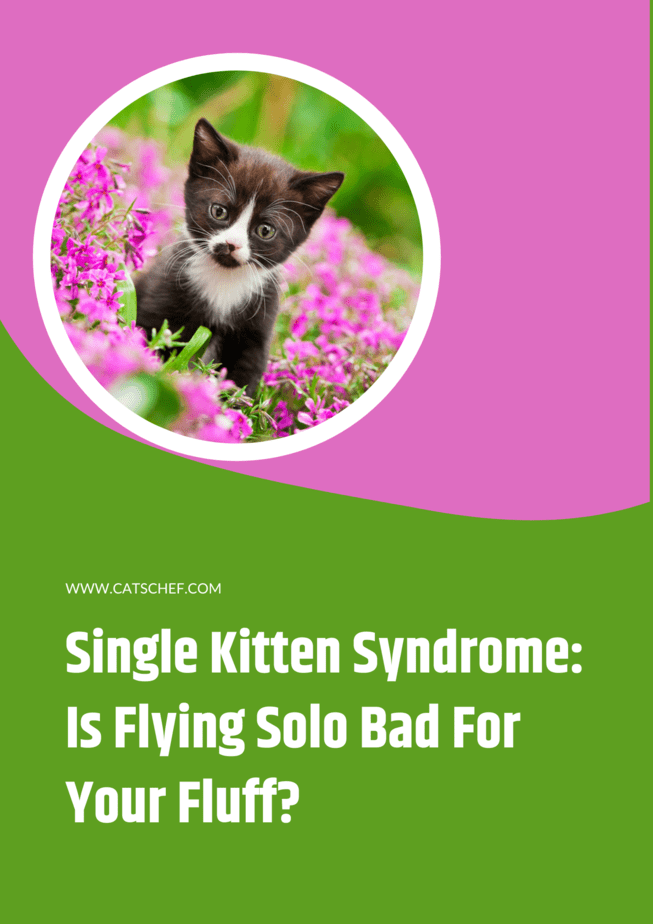 Single Kitten Syndrome: Is Flying Solo Bad For Your Fluff?