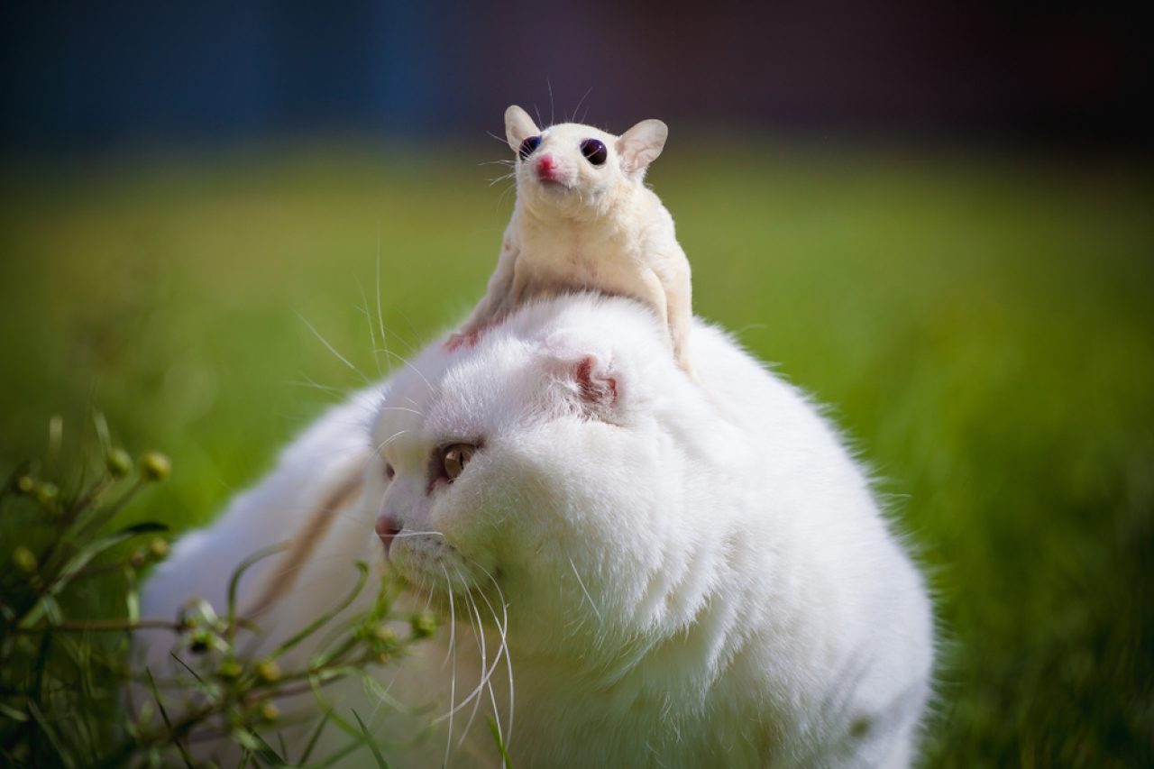 Sugar Gliders And Cats: Do They Get Along?