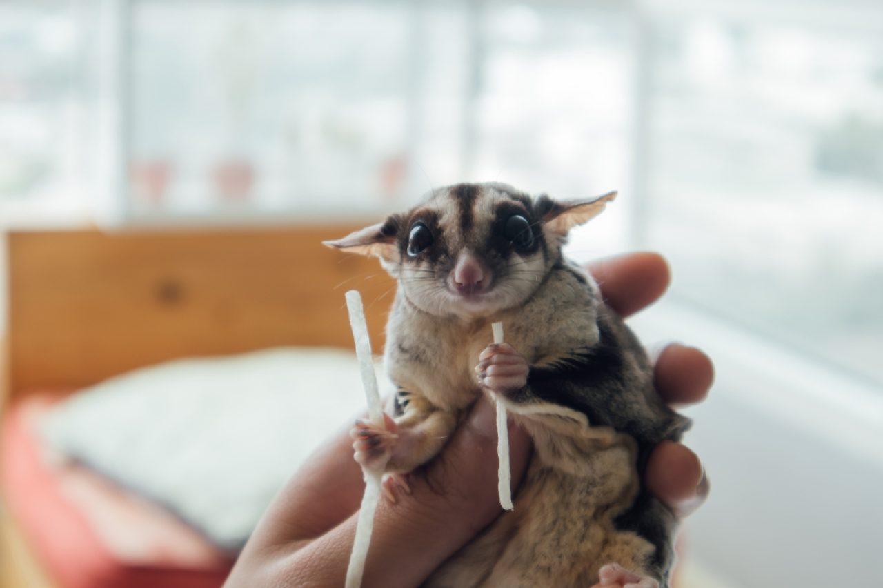 Sugar Gliders And Cats: Do They Get Along?