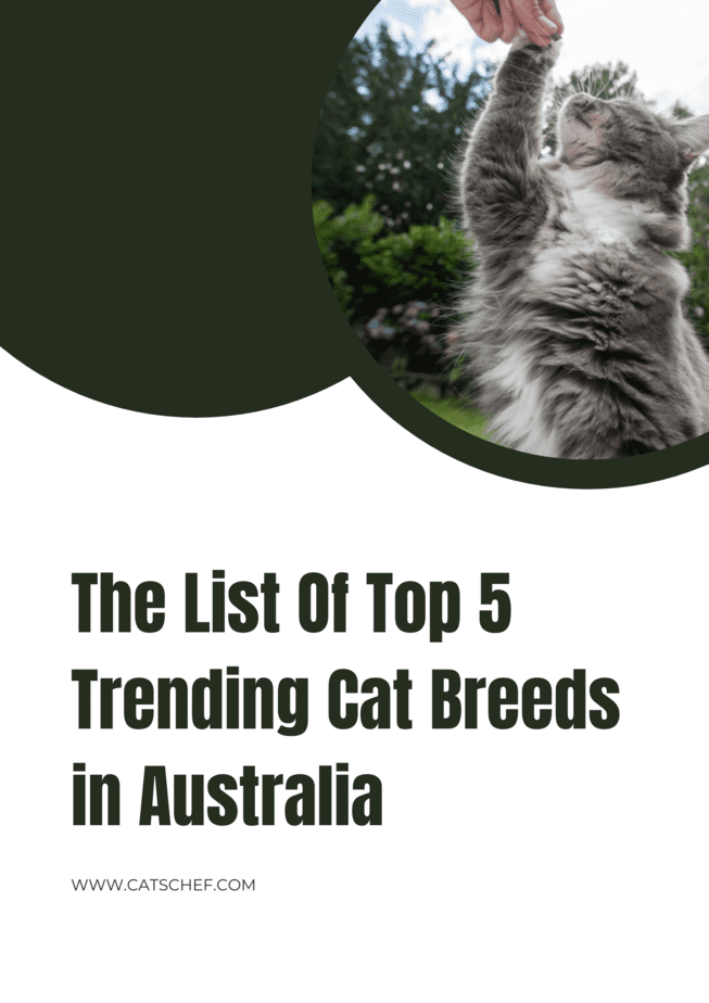 The List Of Top 5 Trending Cat Breeds in Australia