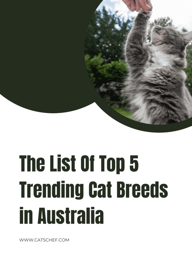 The List Of Top 5 Trending Cat Breeds In Australia