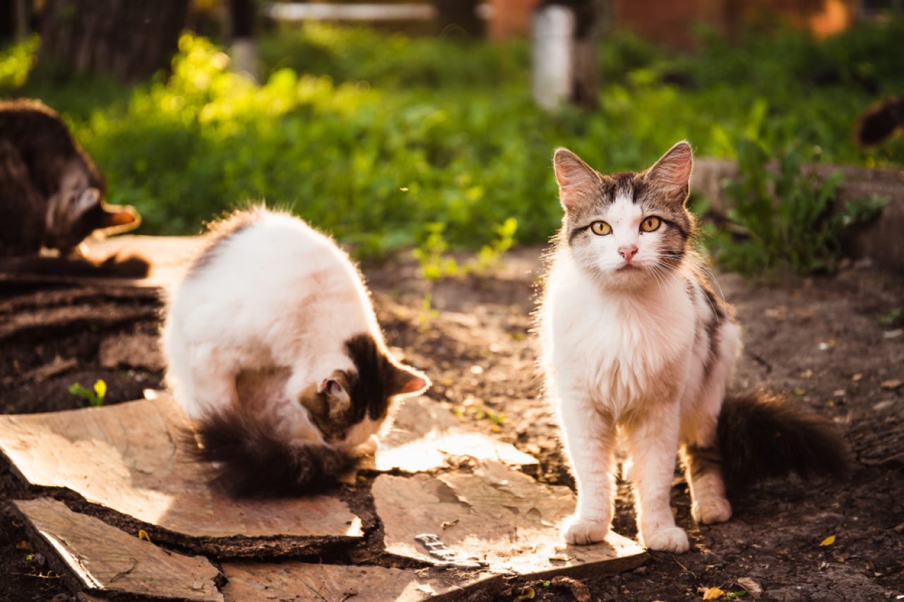 What Are The 8 Worst Cat Breeds For First-Time Owners?