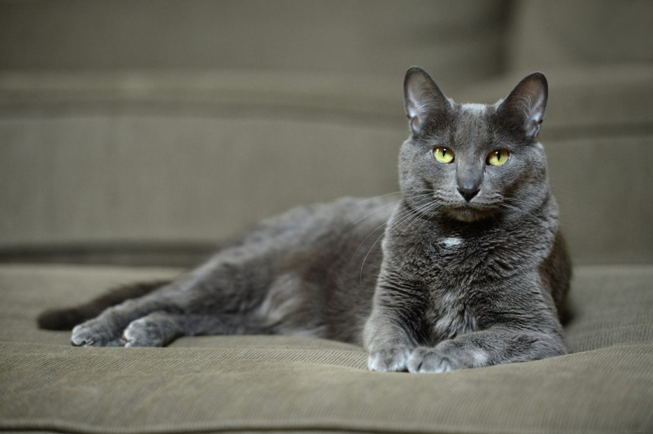 What Are The 8 Worst Cat Breeds For First-Time Owners?