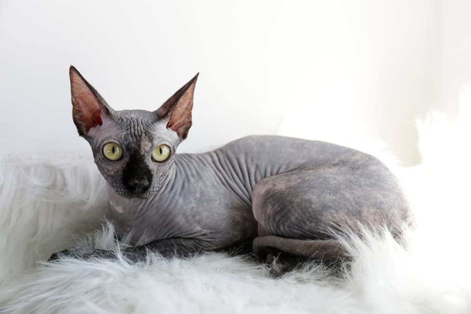 What Are The 8 Worst Cat Breeds For First Time Owners