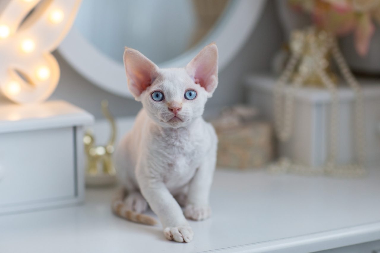 What Are The 8 Worst Cat Breeds For First-Time Owners?