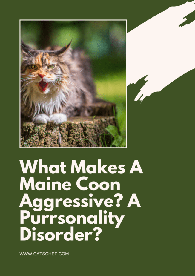 What Makes A Maine Coon Aggressive? A Purrsonality Disorder?