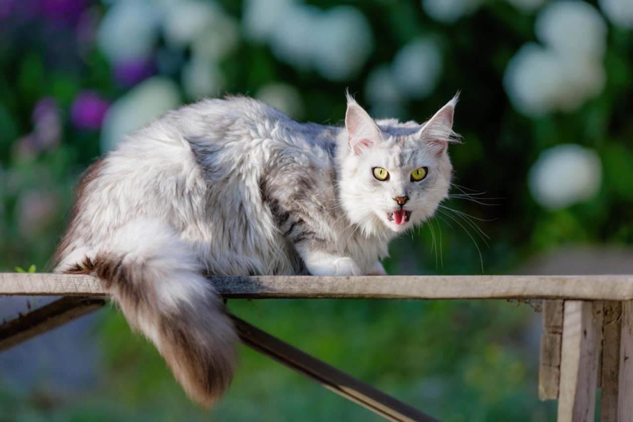 Maine Coon'u Agresif Yapan Nedir? Mırıldanma Bozukluğu mu?