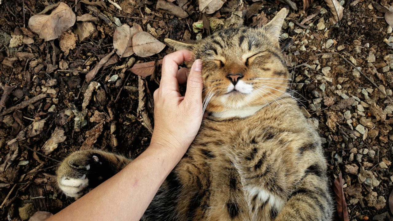 When A Stray Cat Chooses You Spiritual Meaning And More