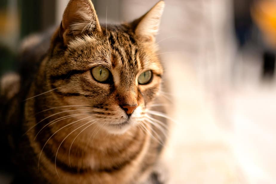 When A Stray Cat Chooses You Spiritual Meaning And More when-a-stray-cat-chooses-you-spiritual-meaning-and-more