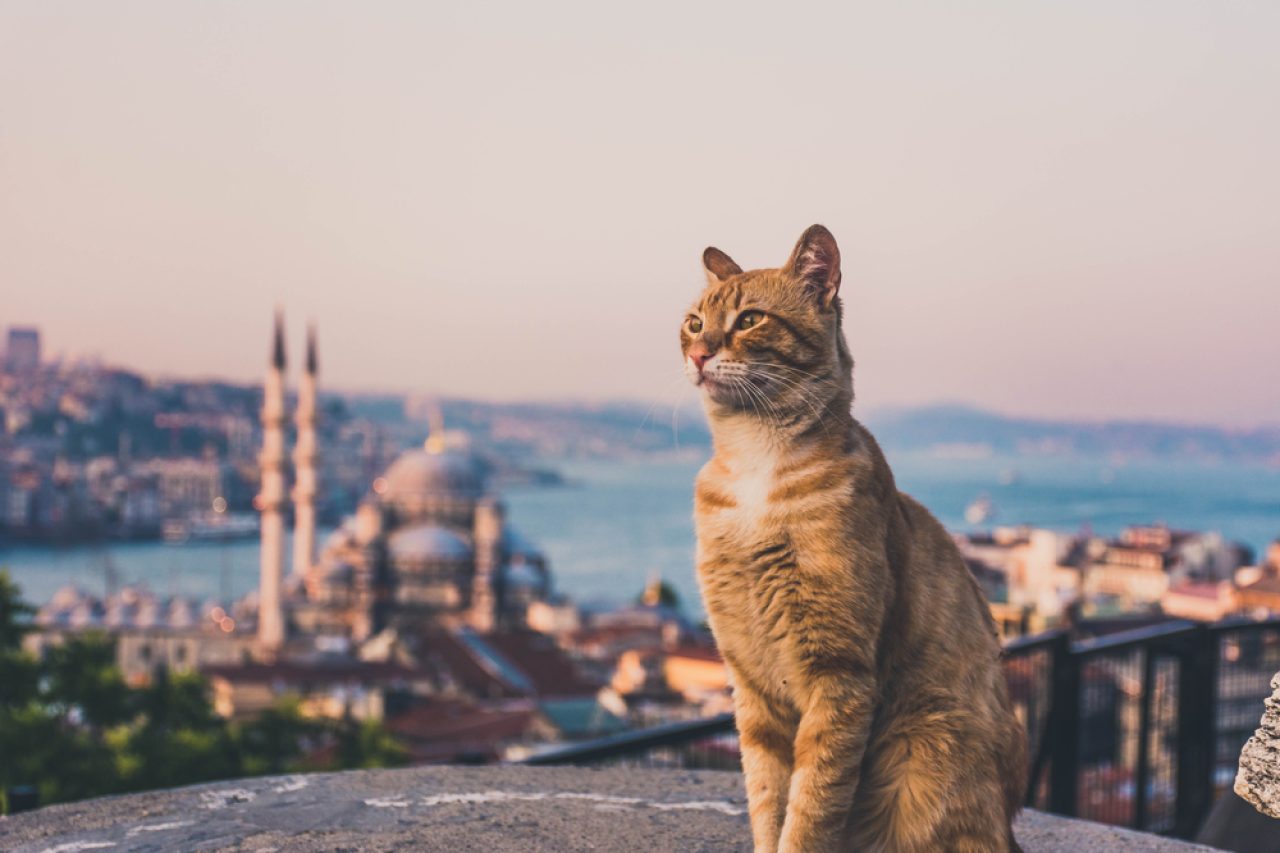 Bir Sokak Kedisi Sizi Seçtiğinde Manevi Anlamı Ve Daha Fazlası