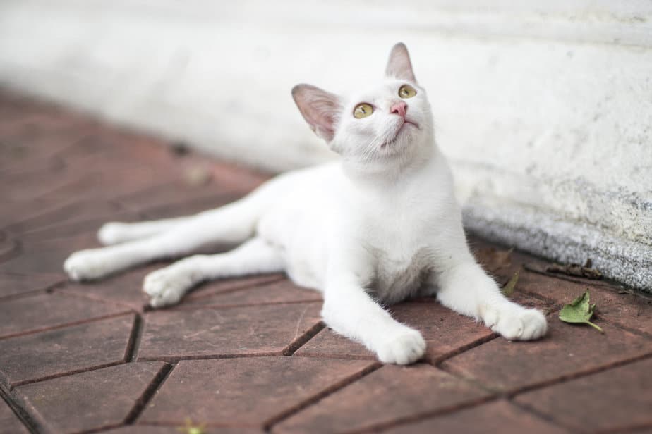 When A Stray Cat Chooses You Spiritual Meaning And More when-a-stray-cat-chooses-you-spiritual-meaning-and-more