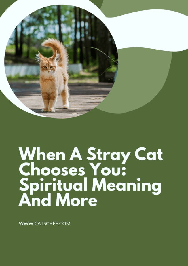 When A Stray Cat Chooses You: Spiritual Meaning And More