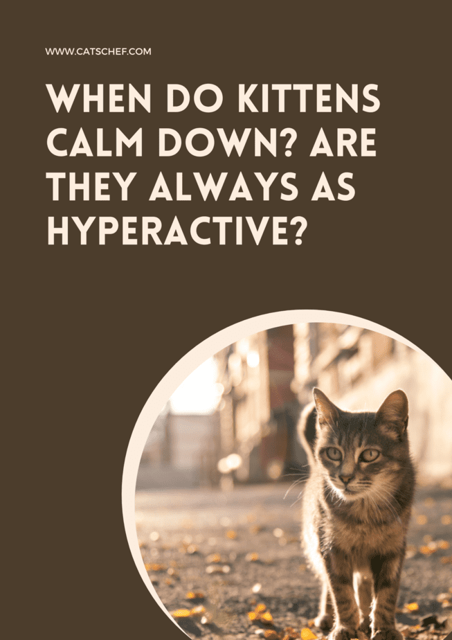 When Do Kittens Calm Down? Are They Always As Hyperactive?
