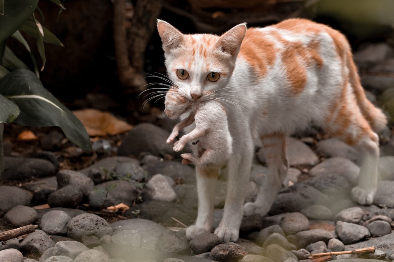 When To Worry: Why Does Mother Cat Move Only One Kitten?