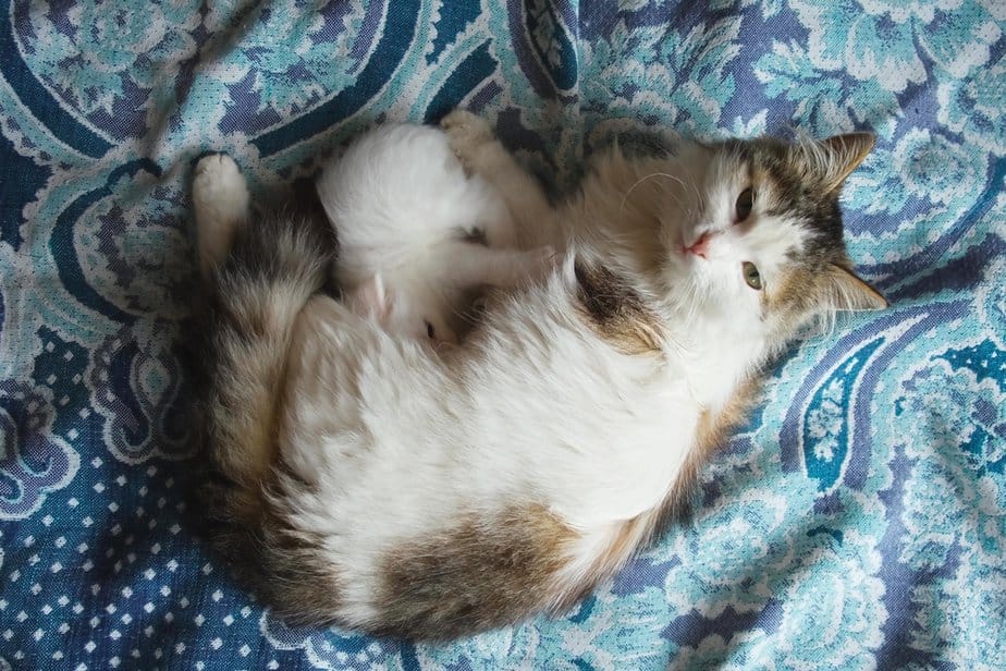 When To Worry Why Does Mother Cat Move Only One Kitten?