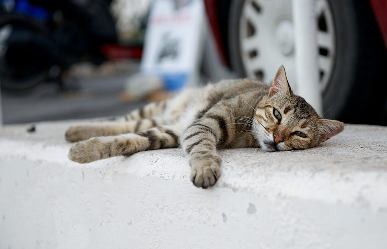 Where Do Cats Sleep Outside At Night? Is It Safe For Them?