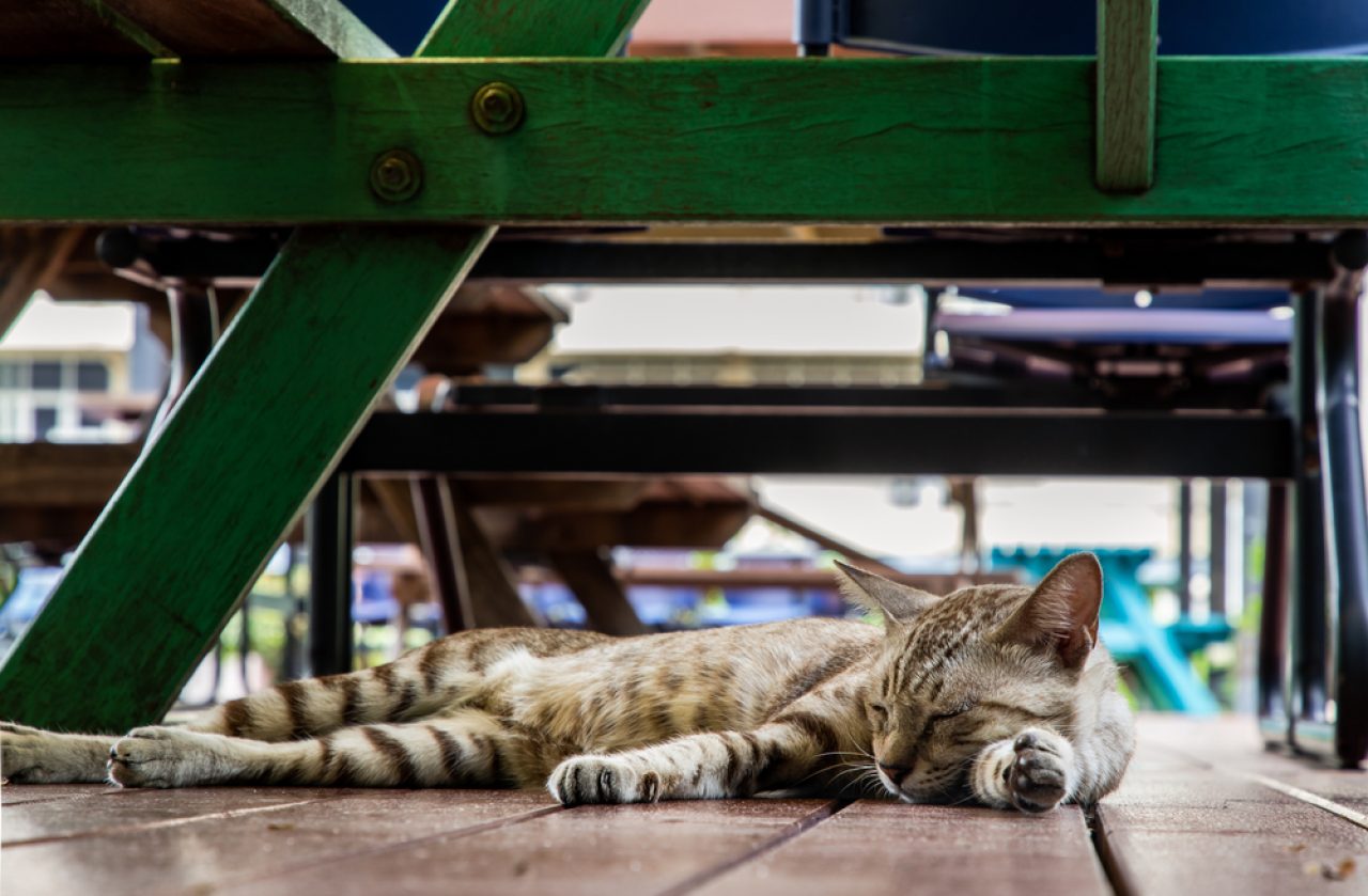 Where Do Cats Sleep Outside At Night? Is It Safe For Them?