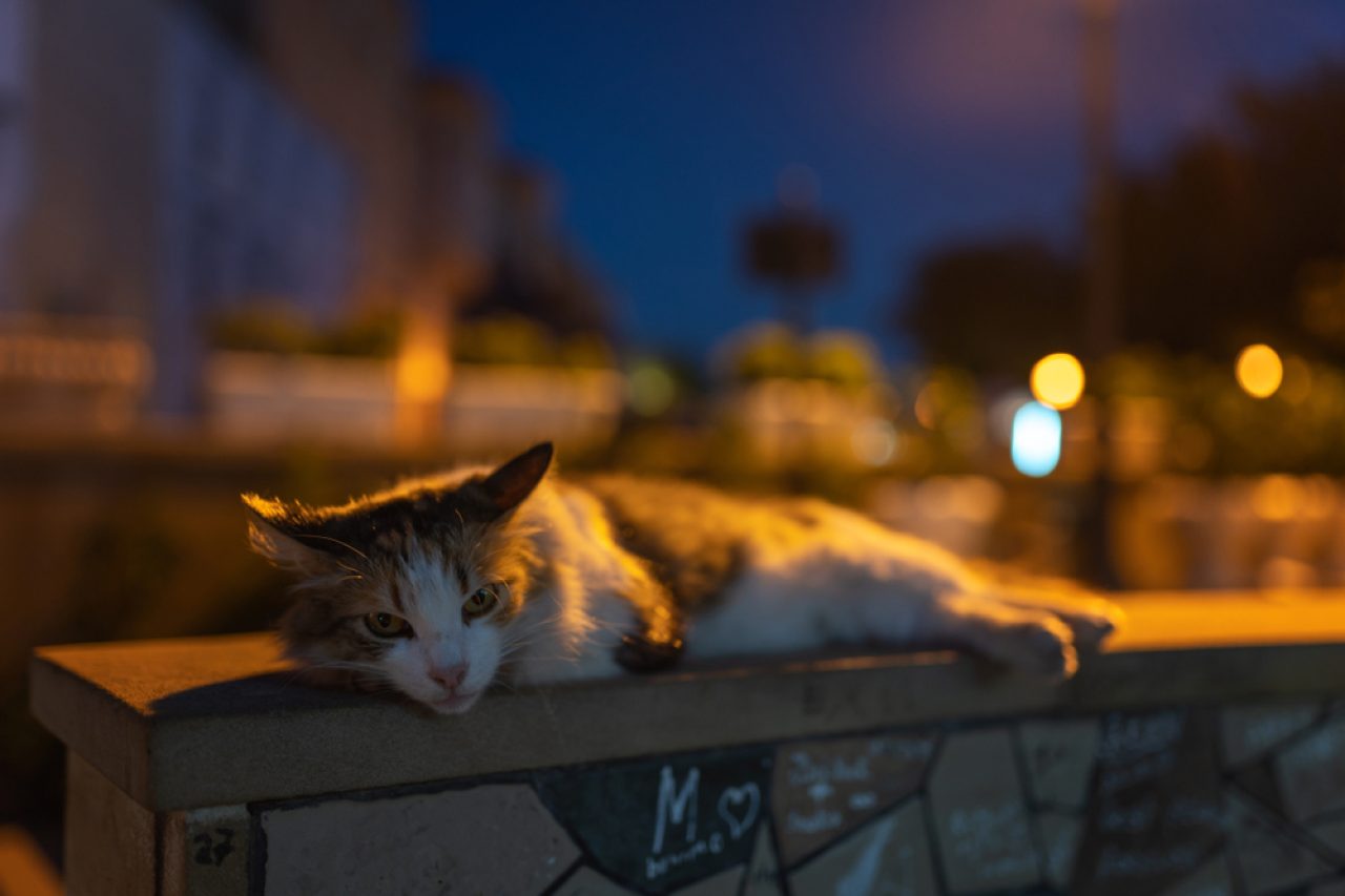 Where Do Cats Sleep Outside At Night? Is It Safe For Them?