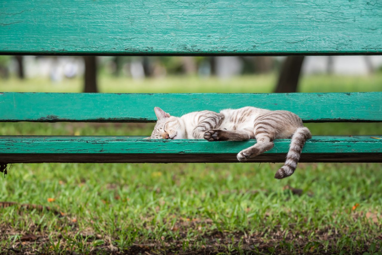 Where Do Cats Sleep Outside At Night? Is It Safe For Them?