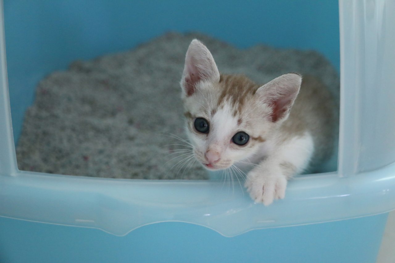 Beyaz Kedi Kakası Bu Ne Anlama Geliyor!