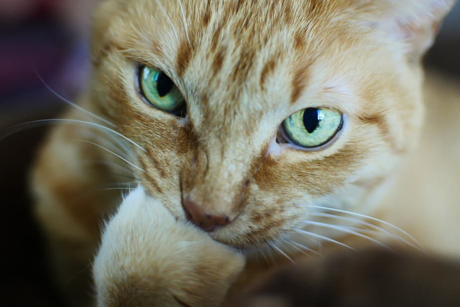 Why Do Cats Bite Their Nails? Do They Need A Meownicure?