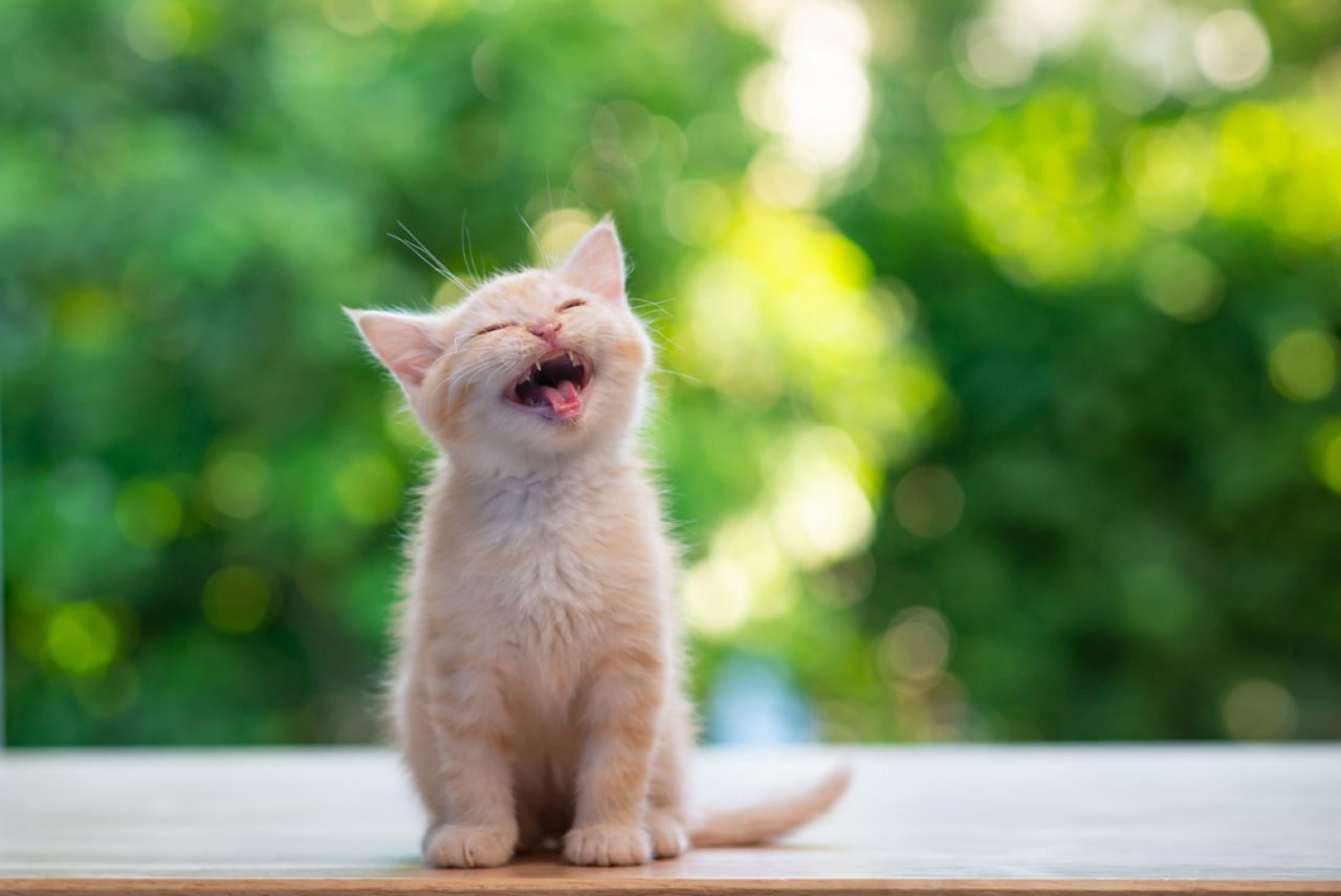 Kediler Neden Bebekler Gibi Yüksek Sesle Ağlar?