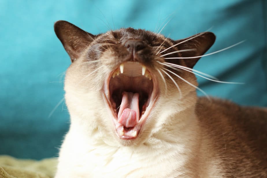 Why Do Cats Cry Like Babies, For Crying Out Loud?