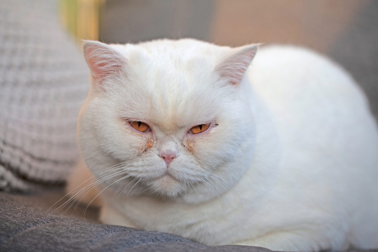 Why Do Cats Cry Like Babies, For Crying Out Loud?