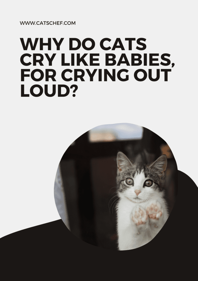 Why Do Cats Cry Like Babies, For Crying Out Loud?