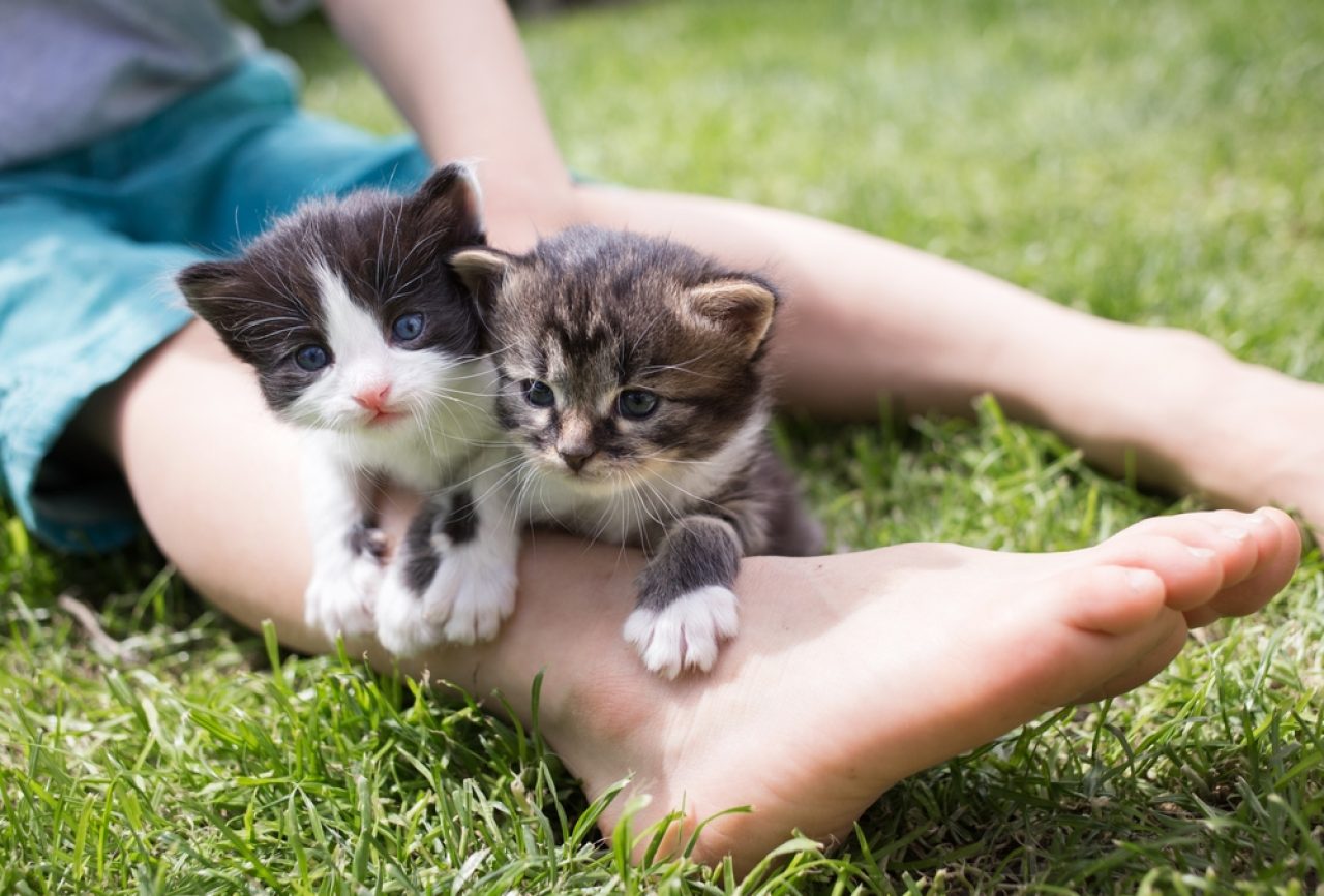 Why Do Cats Like Feet? Doesn't The Smell Bother Them?