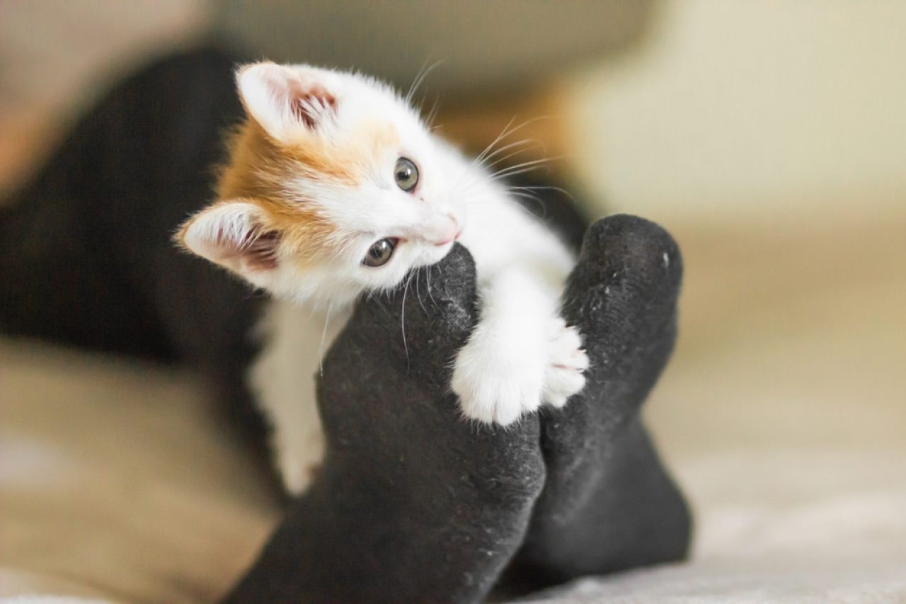 Why Do Cats Like Feet? Doesn't The Smell Bother Them?